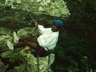 Abseiler from Masekane Children's Home, where Masekane gets it name ~ 1995. Photo courtesy Rob Mac Geoghan collection.